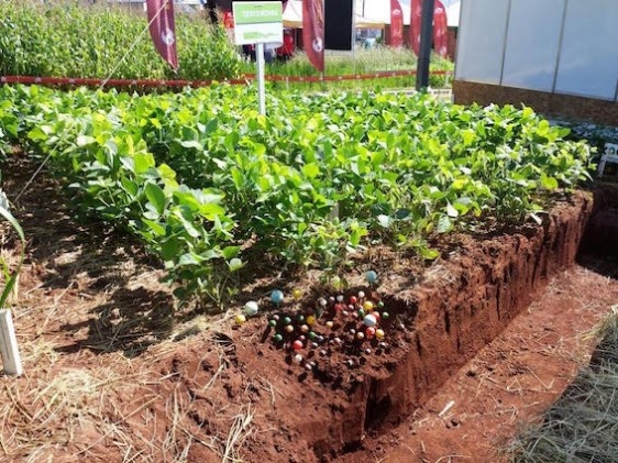 Adubação biológica cresce no Estado do Paraná