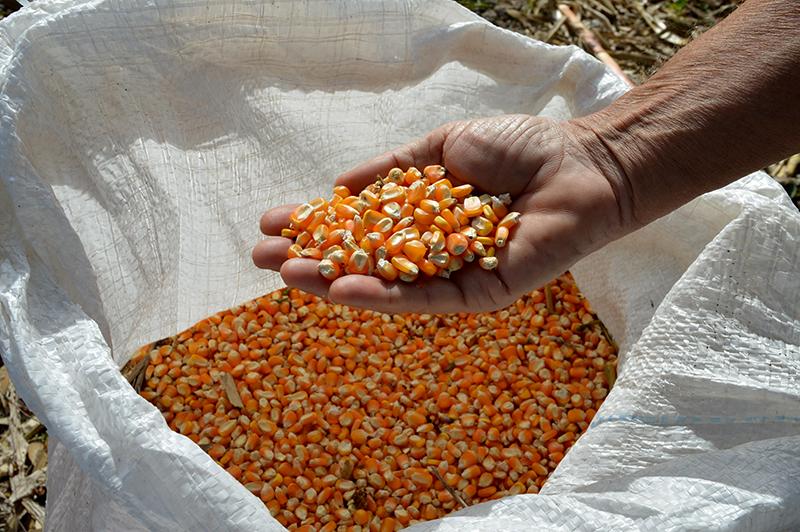 Mercado de orgânicos pode ser estratégico para o Brasil