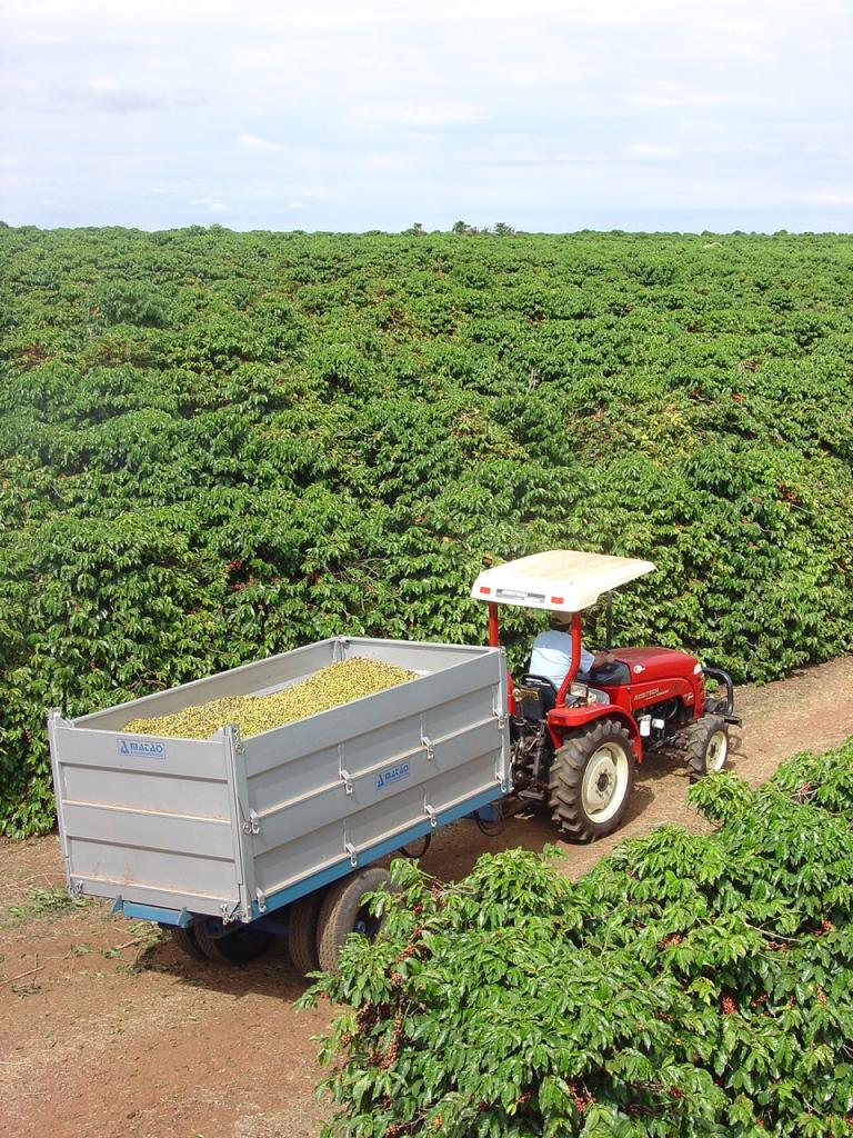 Mecanização dos cafezais traz viabilidade técnica e econômica aos produtores