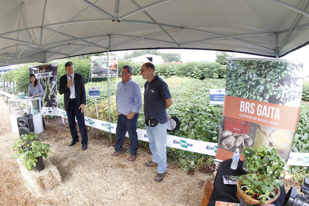 Cultivar de batata-doce BRS Gaita é lançada para dupla finalidade na Expoagro Afubra