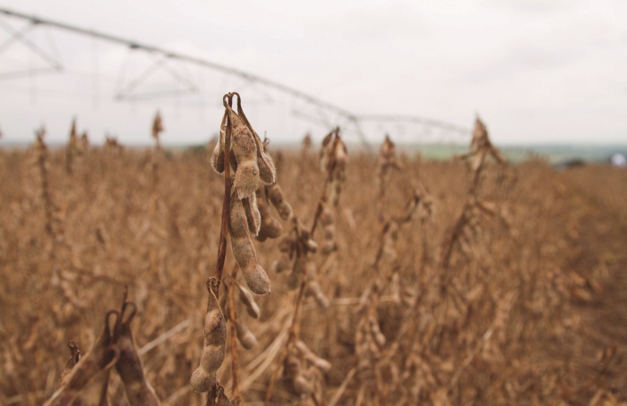 Plantas em alerta: elicitores no auxílio à defesa para lavouras mais produtivas