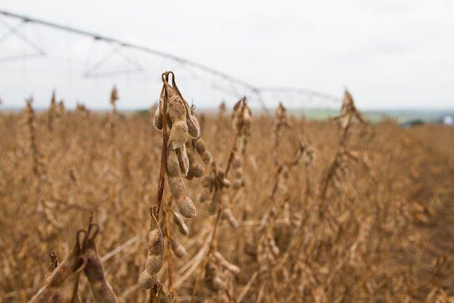 Colheita de soja começa a se intensificar no Brasil
