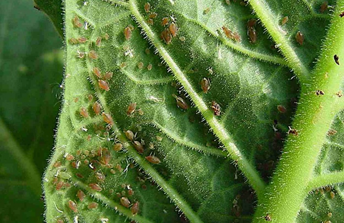 Fungos endofíticos reduzem pulgão-verde
