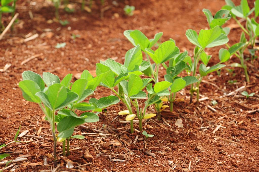 ​Basf participa da abertura oficial do Plantio da Soja em Mato Grosso