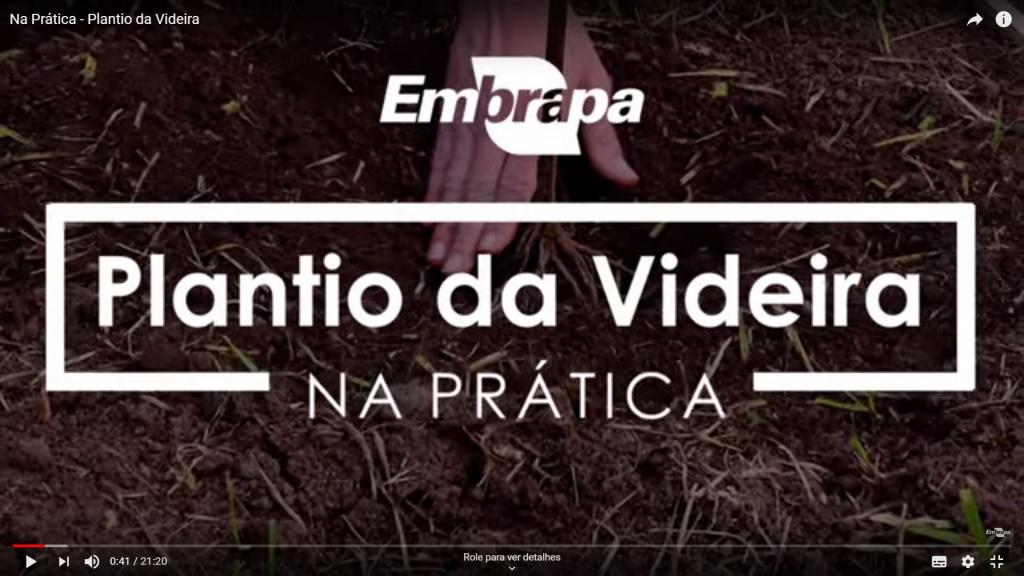 Embrapa lança vídeo que ensina sobre o plantio da videira