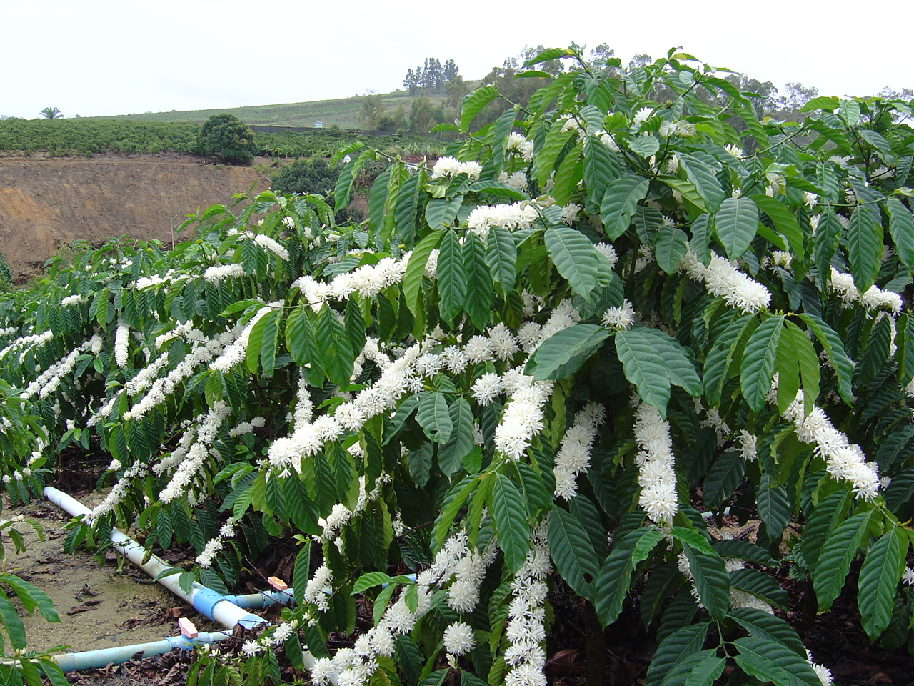 Seasonality of coffee vegetative growth