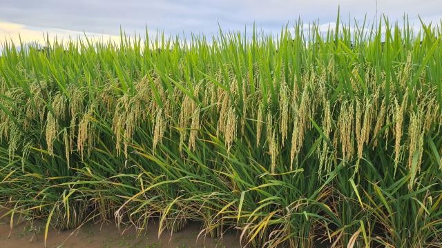 Embrapa lança cultivar de arroz para o Maranhão