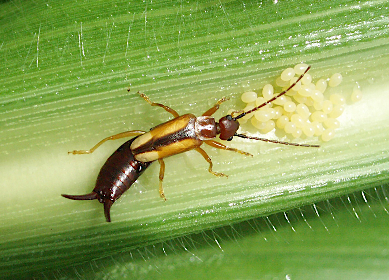 Foto:&nbsp;International Maize and Wheat Improvement Center, CC BY-NC 4.0