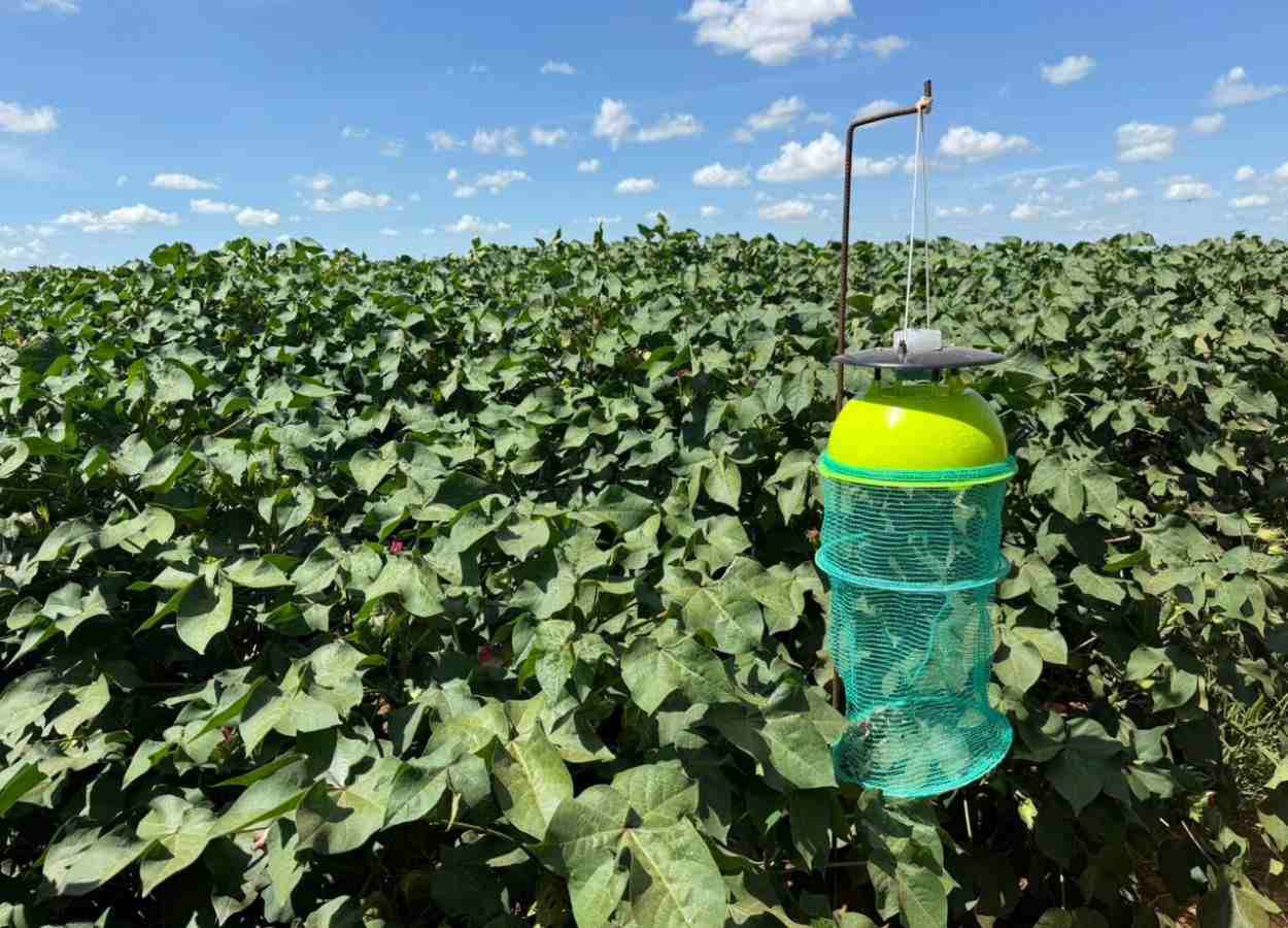 Abrapa amplia ações para manejo sustentável no algodão