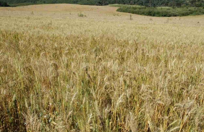Santa Catarina desenvolve projeto de incentivo ao cultivo de cereais de inverno