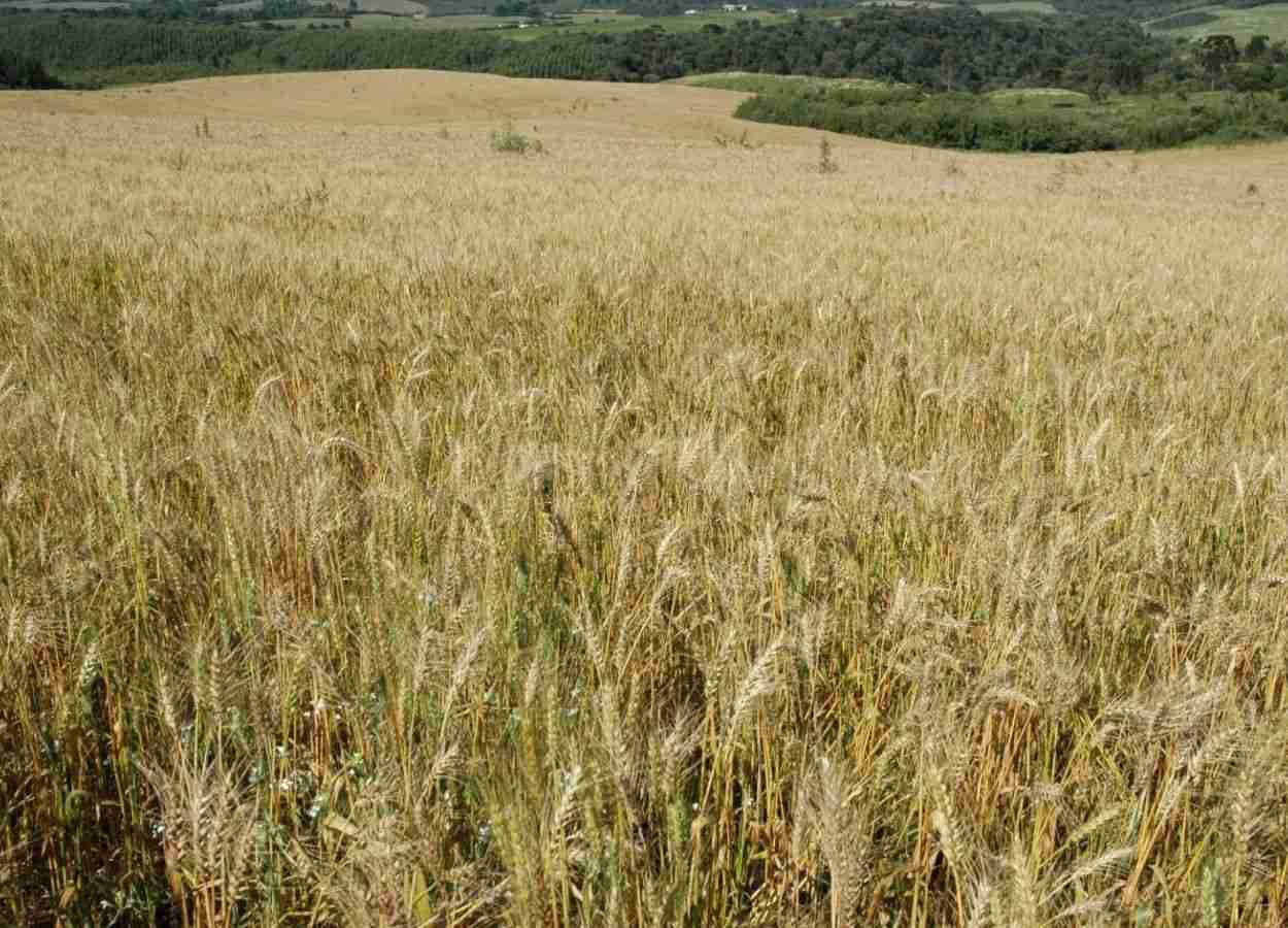 Santa Catarina desenvolve projeto de incentivo ao cultivo de cereais de inverno