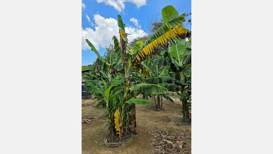 Planta infectada com a mancha de Fusarium R4T; foto: Fernando Haddad