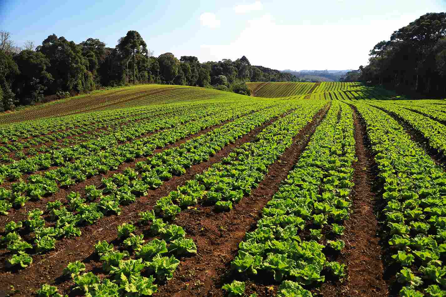 Produção de legumes e verduras gerou R$ 6,8 bilhões ao Paraná em 2022