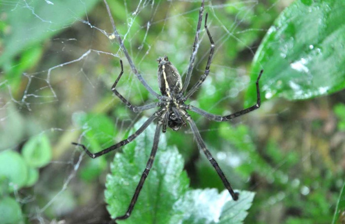 Aranha usa vaga-lumes capturados como isca luminosa