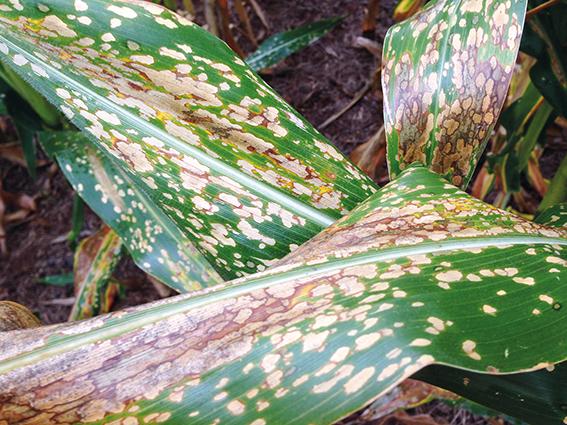 Avaliação de fungicidas contra doenças no milho
