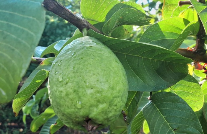 Cultivo de goiaba garante sucessão na região central de MG