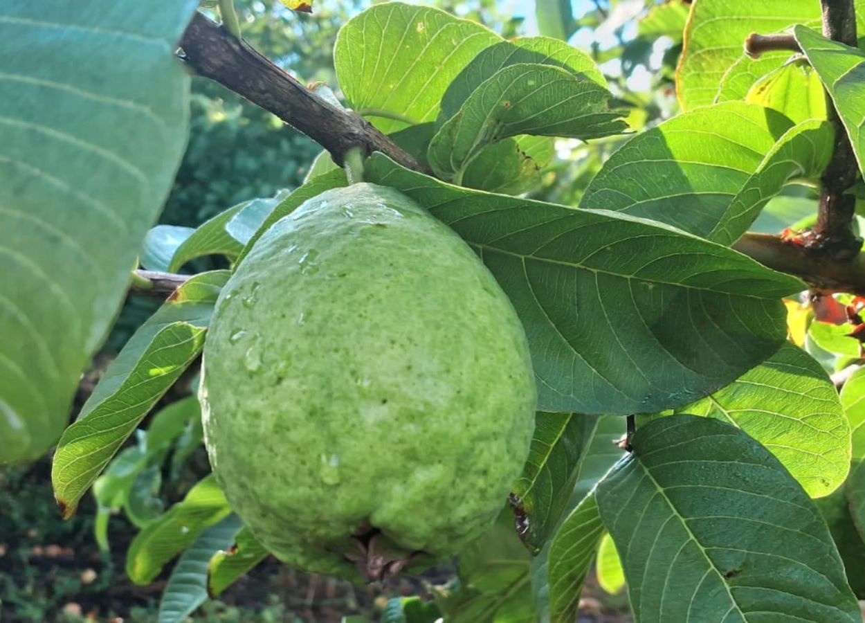 Cultivo de goiaba garante sucessão na região central de MG