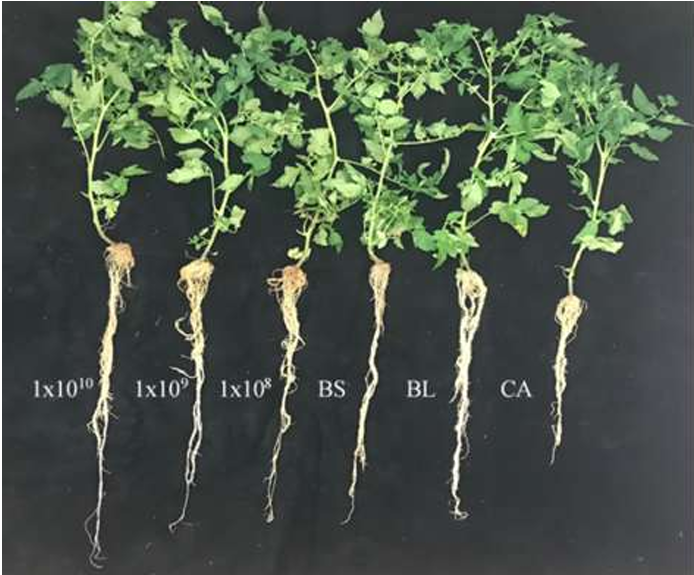 Tomateiros desenvolvidas em rizotron originários de plantas tratadas com a mistura de <i>Bacillus subtilis</i> e <i>Bacillus licheniformis</i>