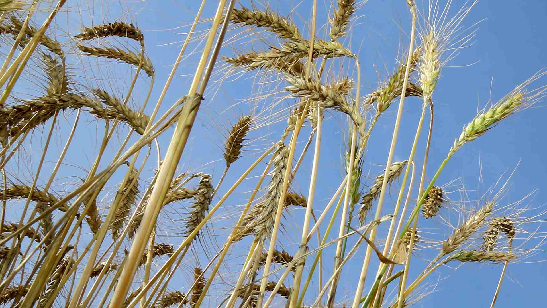 Quebra em trigo reduz estimativa de safra do Paraná, que ainda continua recorde