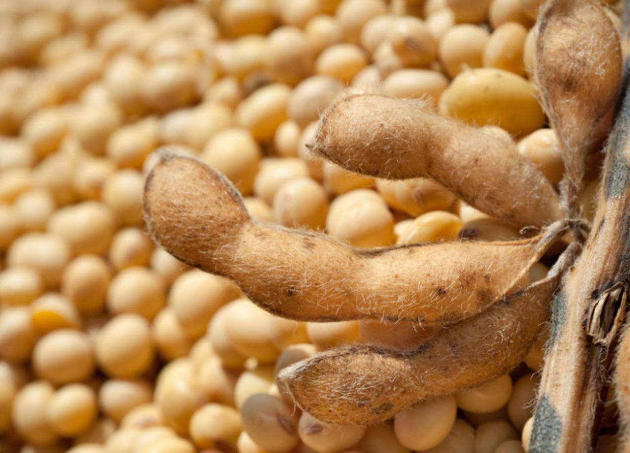 Exportações do agronegócio somam US$ 15,49 bi em outubro