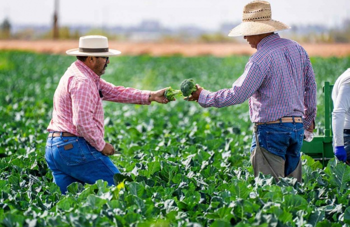 Emprego no agro cresce e bate recorde histórico