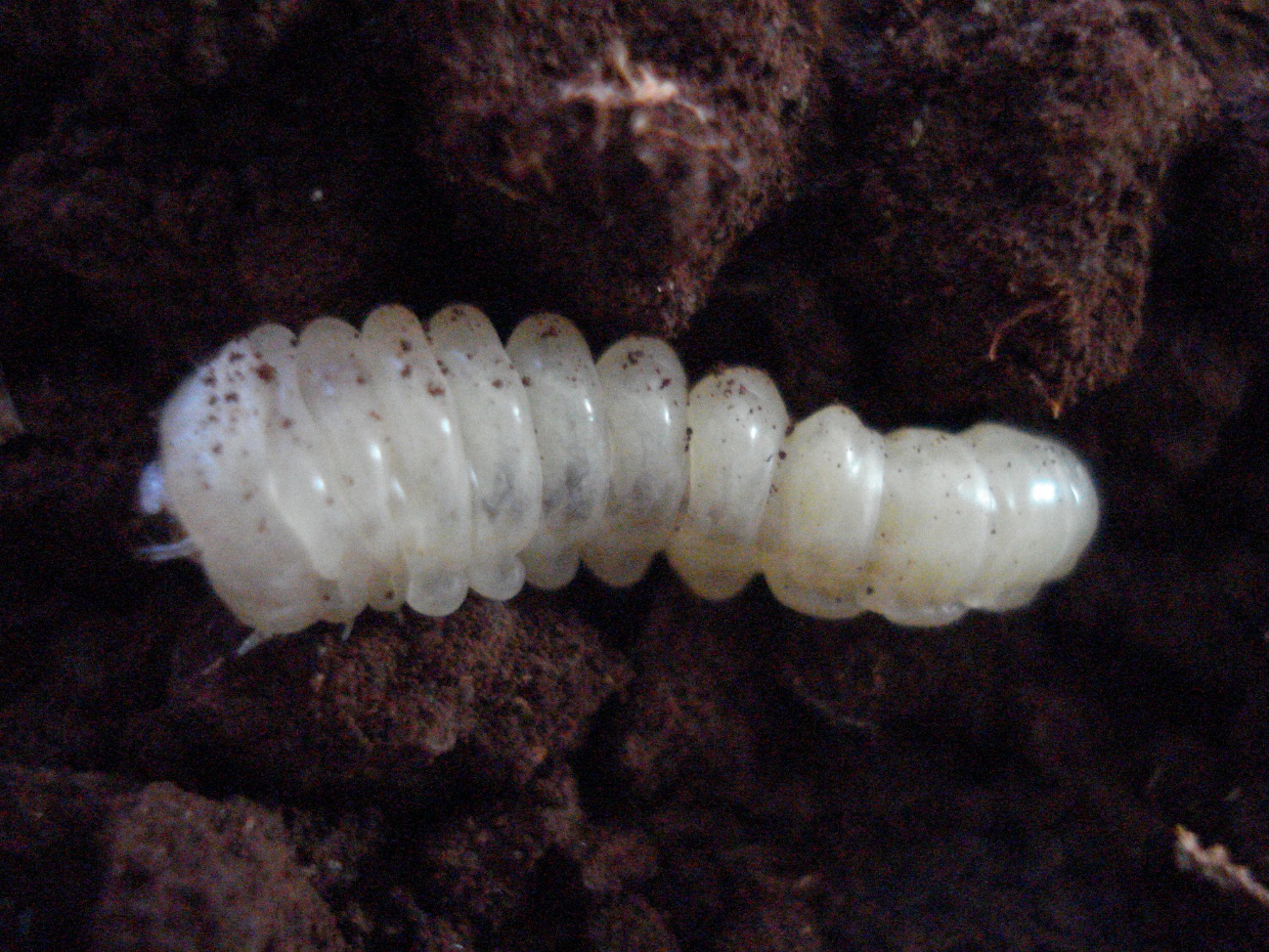 Figura 3 - Larva de Migdolus sp.