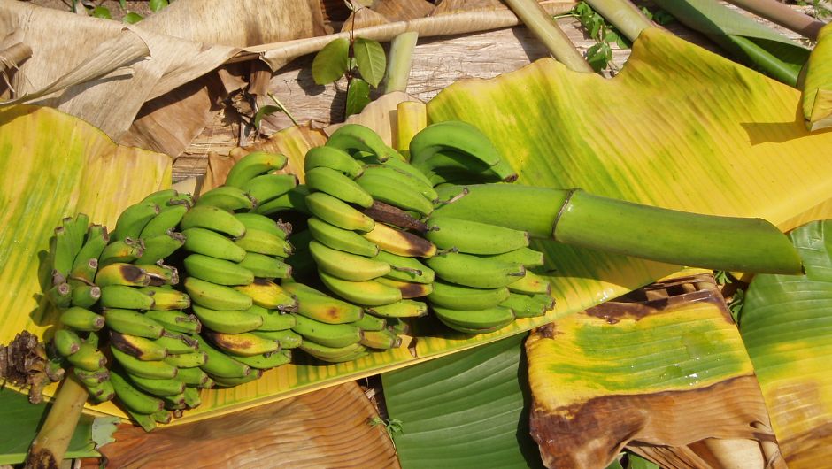 Bananeira Moko Ralstonia solanacearm; foto:&nbsp;Luadir Gasparotto&nbsp;