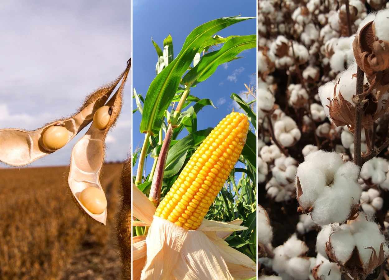 Custos da safra 2026/27 sobem em Mato Grosso