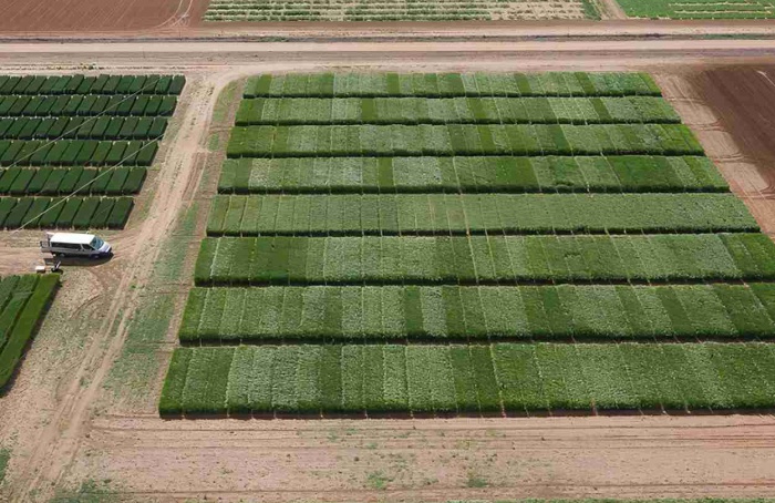 Cientistas sugerem melhor método para criar trigo mais produtivo