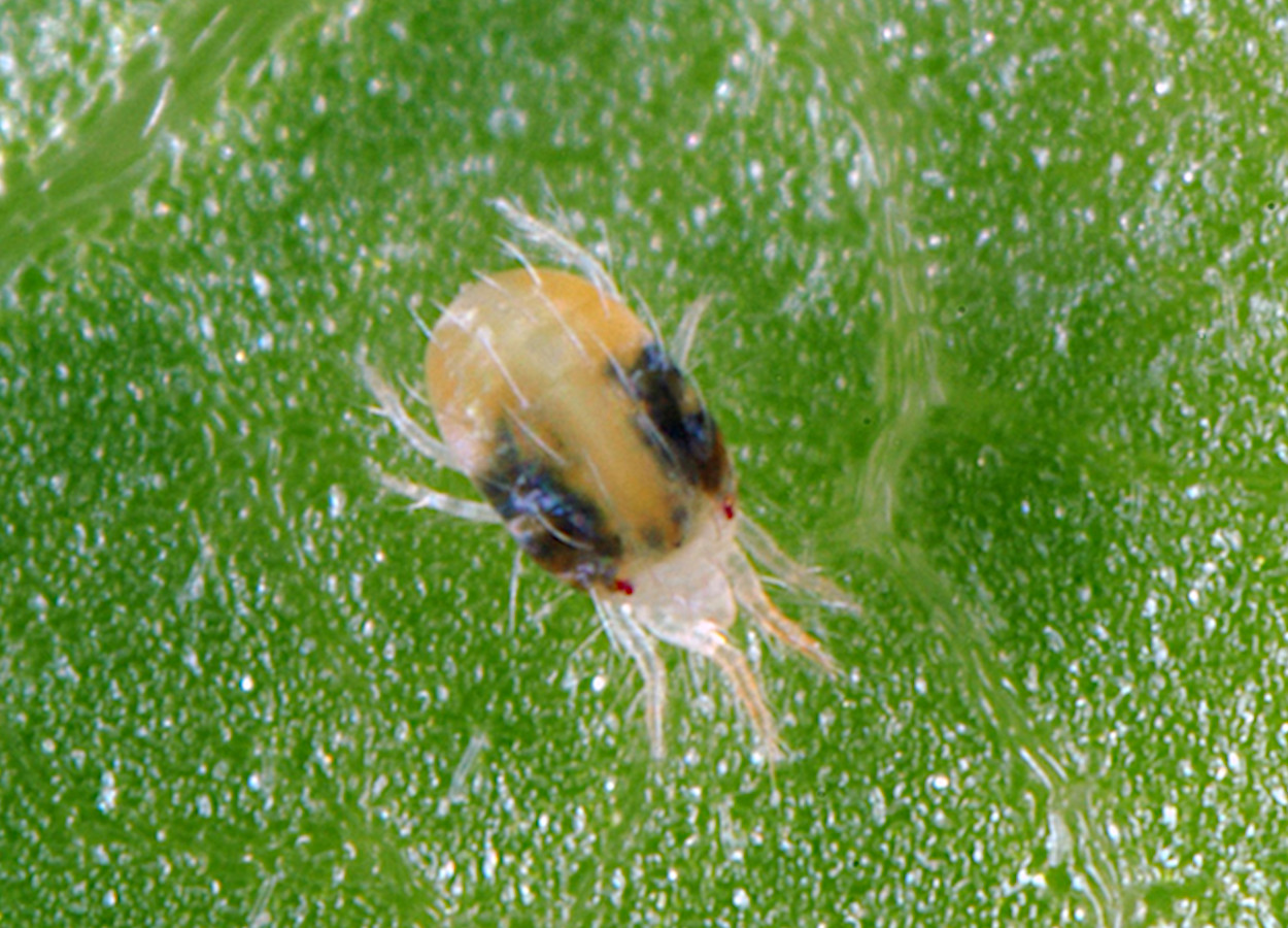 Tetranychus urticae - Foto J. Holopainen