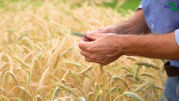 Triticale ganha zoneamento agrícola de risco climático