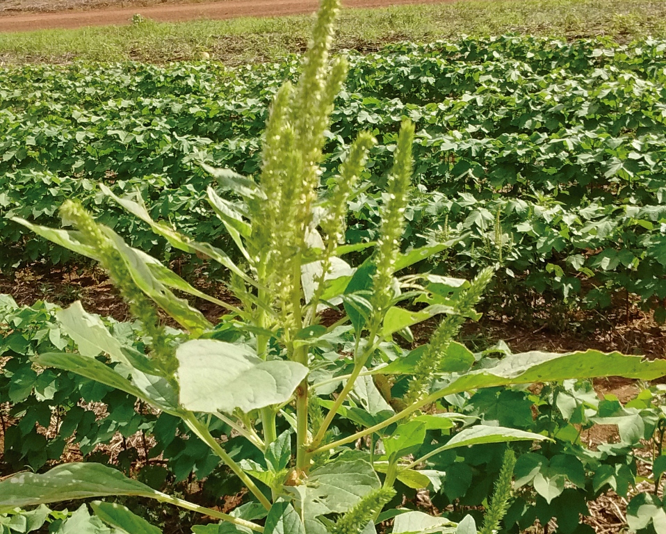&nbsp;A resistência a herbicidas, já documentada em vários países, torna&nbsp;Amaranthus palmeri&nbsp;uma das piores invasoras do século XXI. Seu manejo inadequado pode causar perdas de até 90% na produtividade em culturas como a soja.&nbsp;&nbsp;