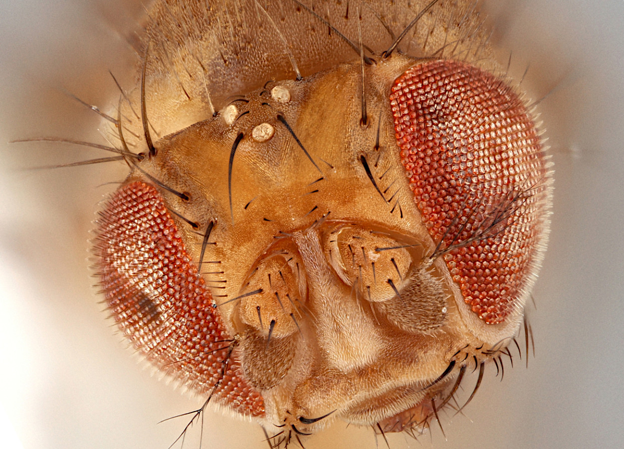 Foto:&nbsp;Paul Langlois - USDA