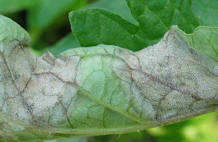 Phytophthora ganha nova revisão após 180 anos de pesquisa