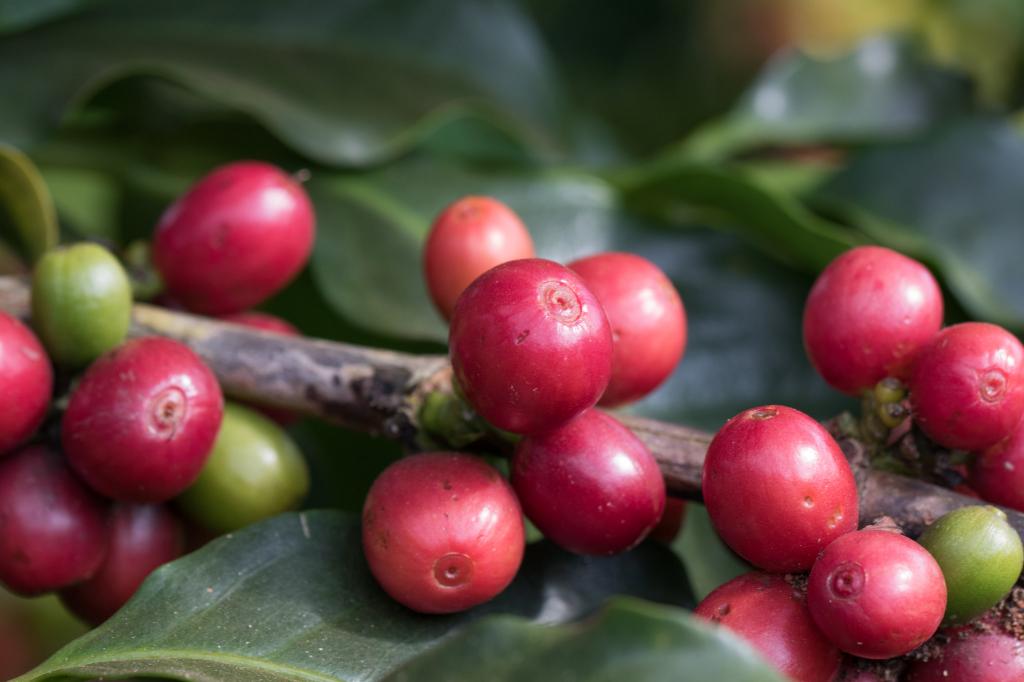 Mercado do café arábica se mantém lento