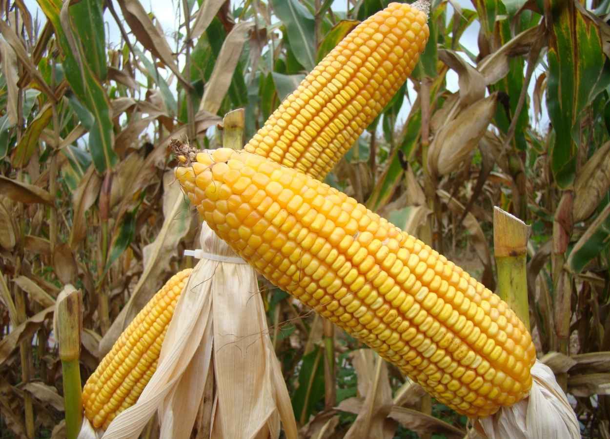 Municípios do Triângulo e do Noroeste se destacam no milho e na soja na safra 2024/25