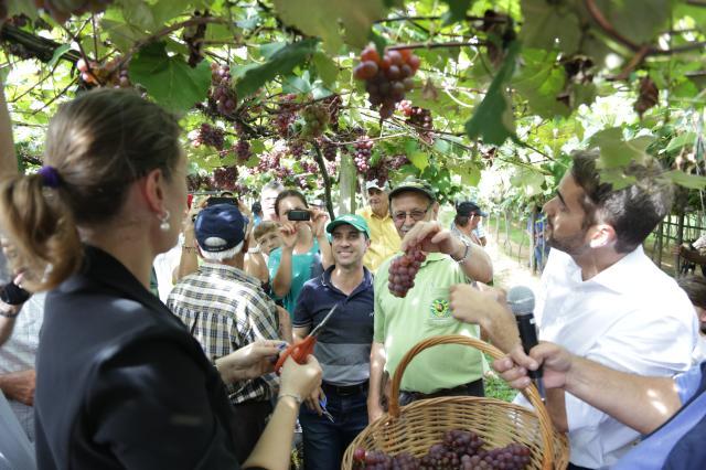 Colheita da uva tem início na região de Pelotas, RS