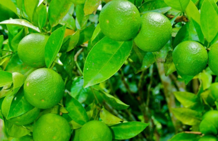 Prazo de entrega do relatório Cancro/Greening vai até julho em SP
