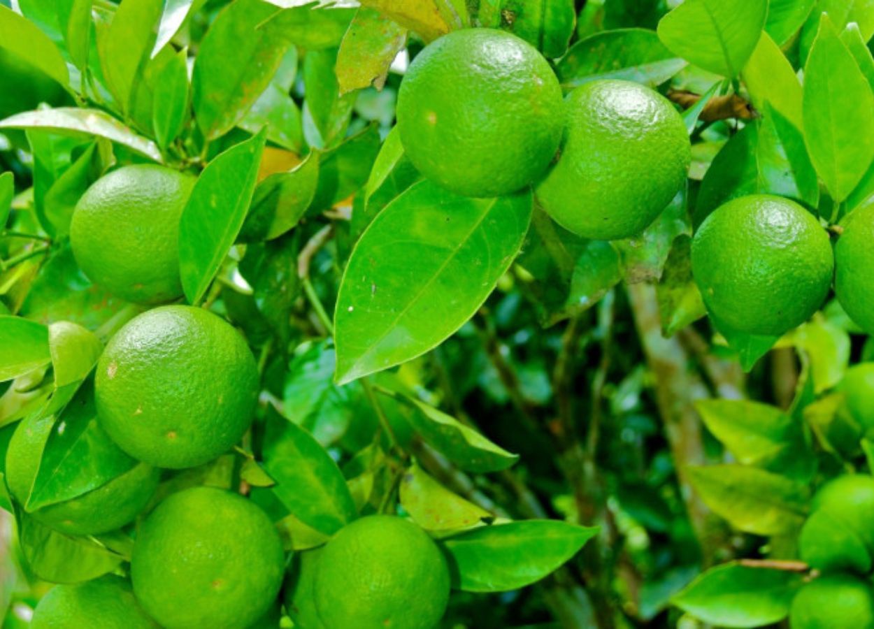 Deadline for submission of Cancer/Greening report is July in SP