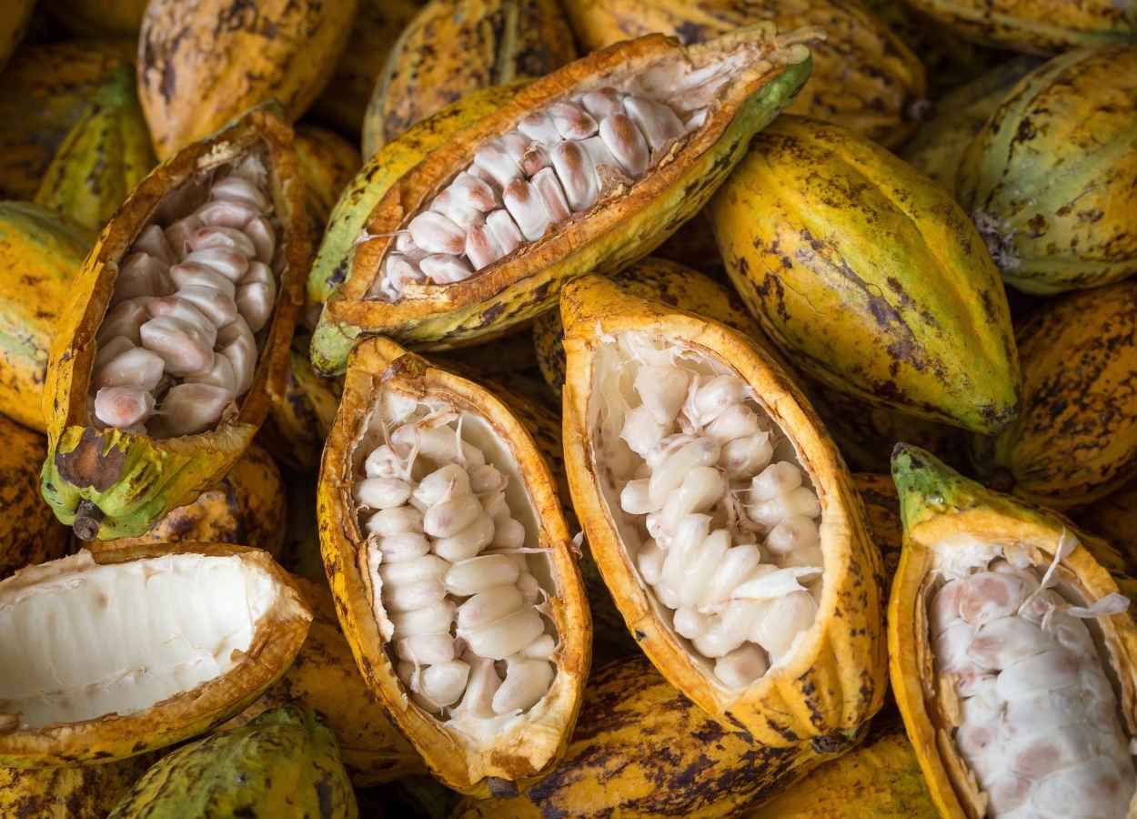 Cacau recua com correção técnica e El Niño no radar