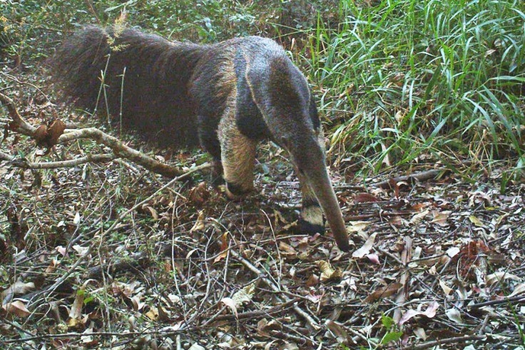 Estação Experimental de Itatinga é área de ocorrência de mamíferos ameaçados de extinção