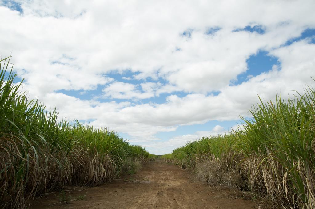 Pesquisa em campo coleta dados da safra de cana-de-açúcar no Mato Grosso
