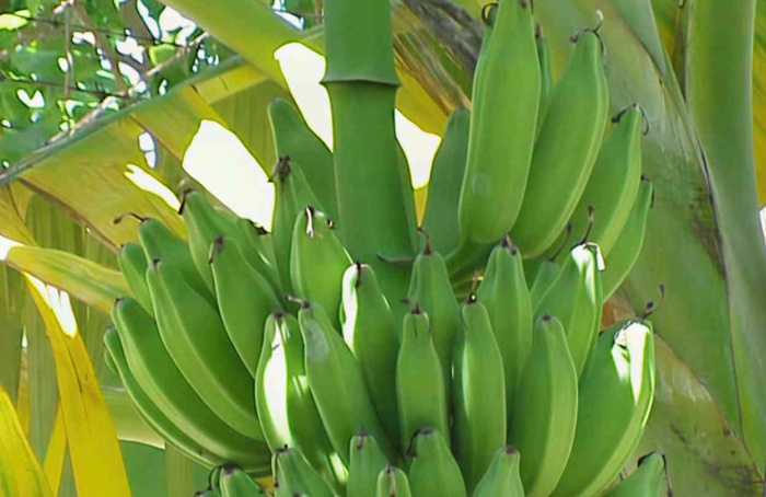 Fungicidas no campo ampliam conservação de bananas