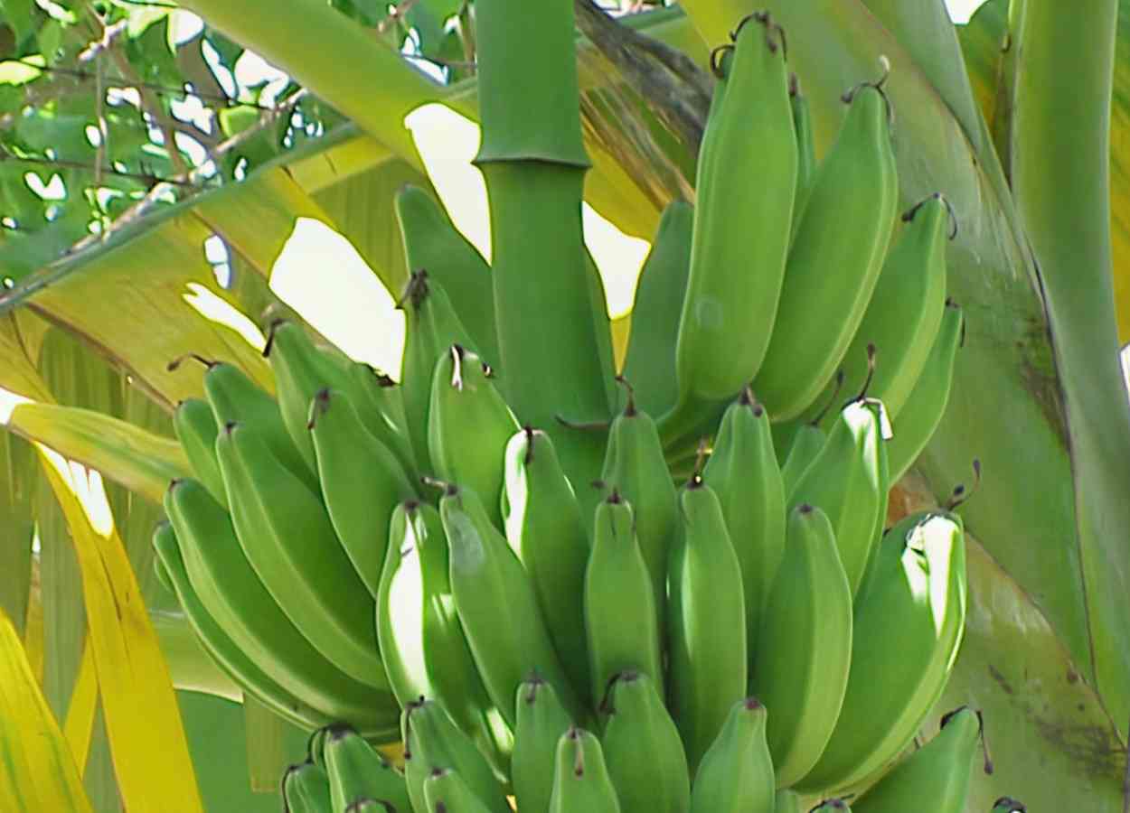 Fungicidas no campo ampliam conservação de bananas
