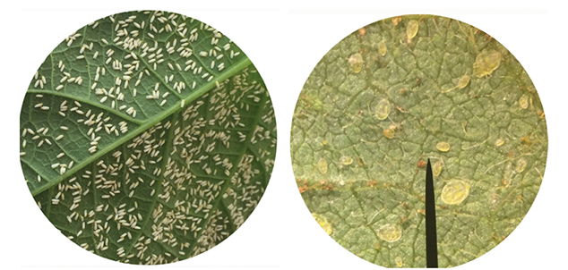 Figura 2 - Ilustração de adultos na face adaxial da planta (esquerda) e visão de ninfas de Bemisia tabaci (direita) em visão pela lupa binocular estereoscópica com aumento de 20 vezes