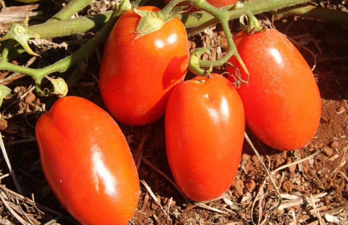 Goiás libera transplantio de tomate a partir de 1º de fevereiro