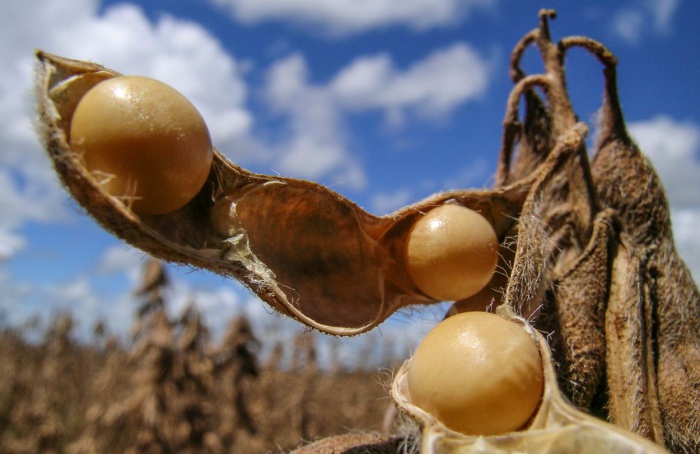 Mato Grosso do Sul capta R$ 1,5 bi em crédito agropecuário no primeiro mês do ano agrícola 2024-25