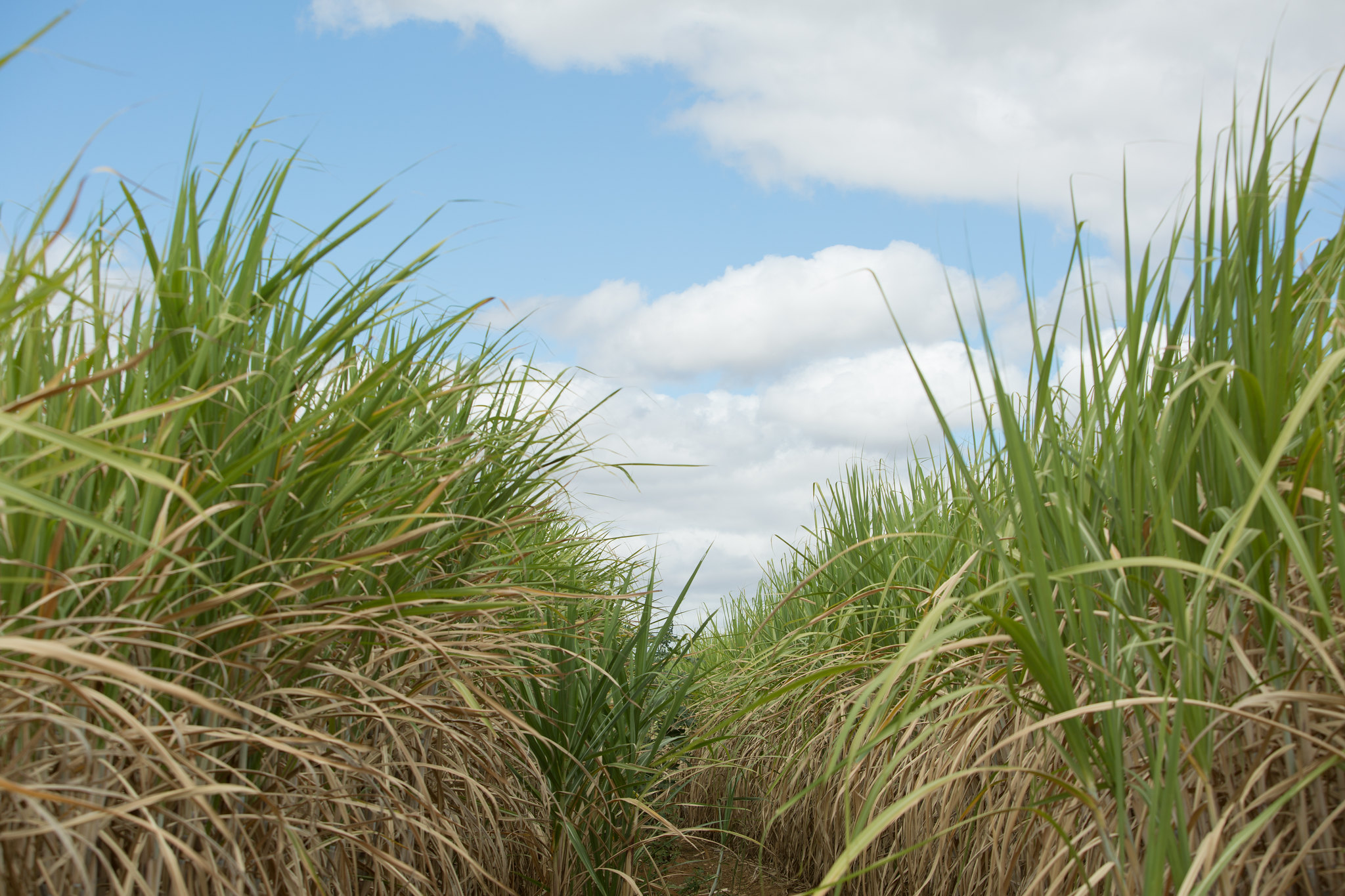 Special bacteria helps control nematodes in sugarcane