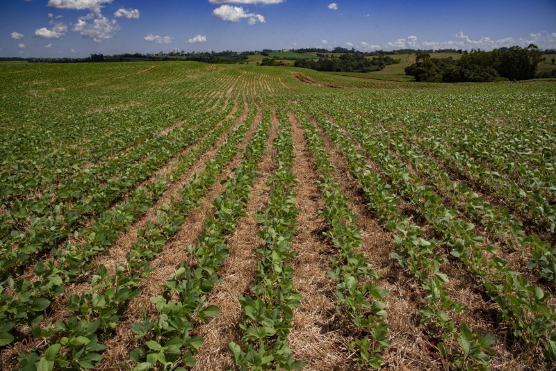 Secretaria de Agricultura do RS solicita ao Mapa que amplie até final de fevereiro período de semeadura da soja