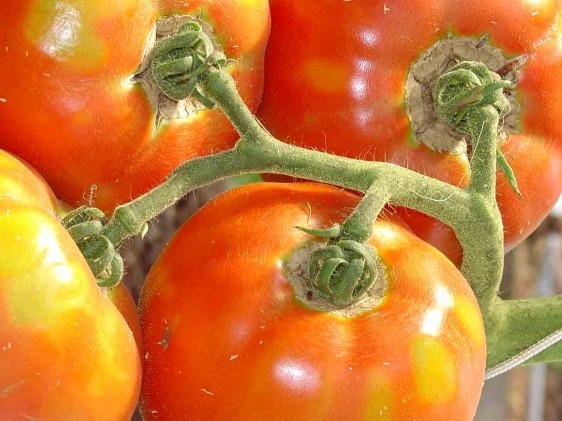 6º Tomate de Mesa destaca tecnologias de ponta da DuPont Proteção de Cultivos